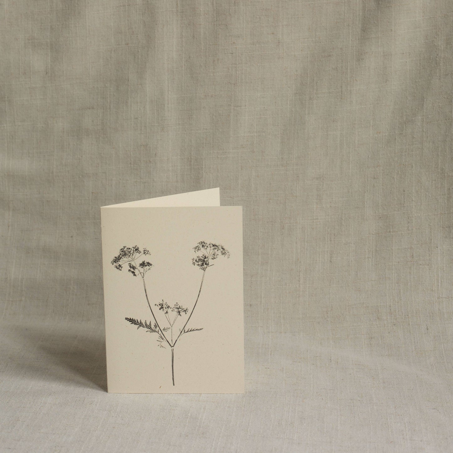 Cow Parsley Botanical Print Greeting Card A6 Recycled