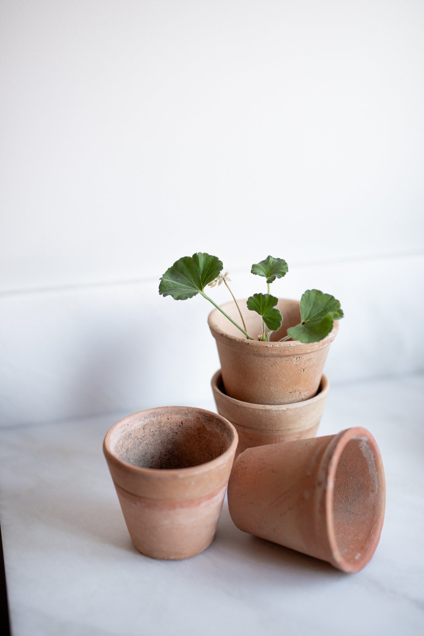 Antique French Terracotta Herb Pots