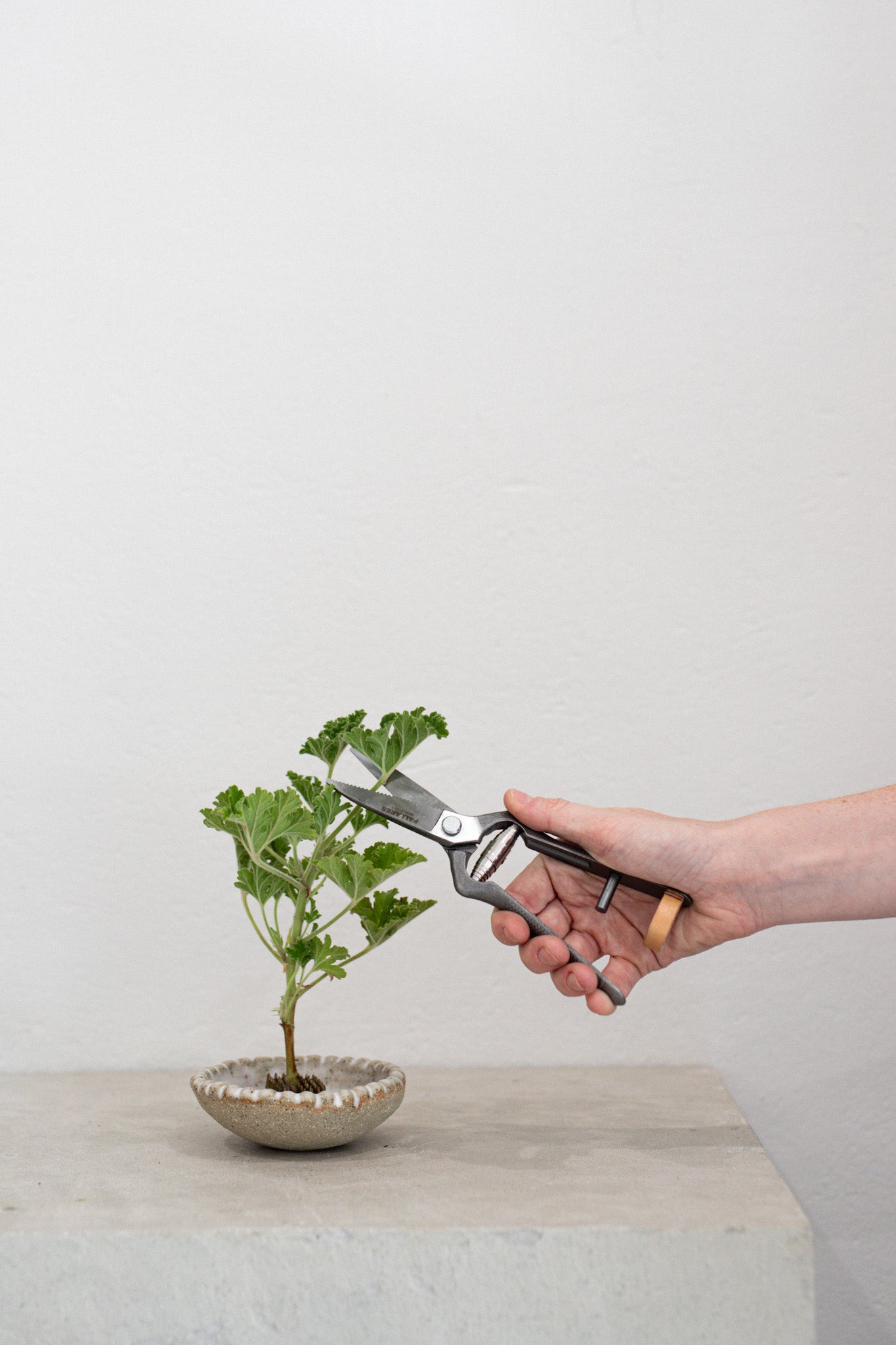 Pallares x Audo Plant Shears