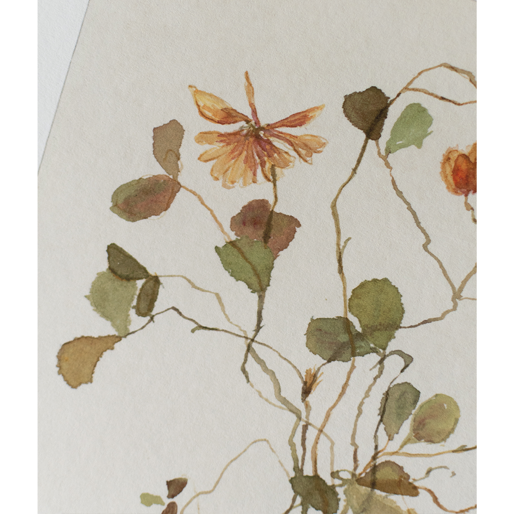 Herbarium Limited Edition print | 'Oxalis stricta' in Dark Oak Frame