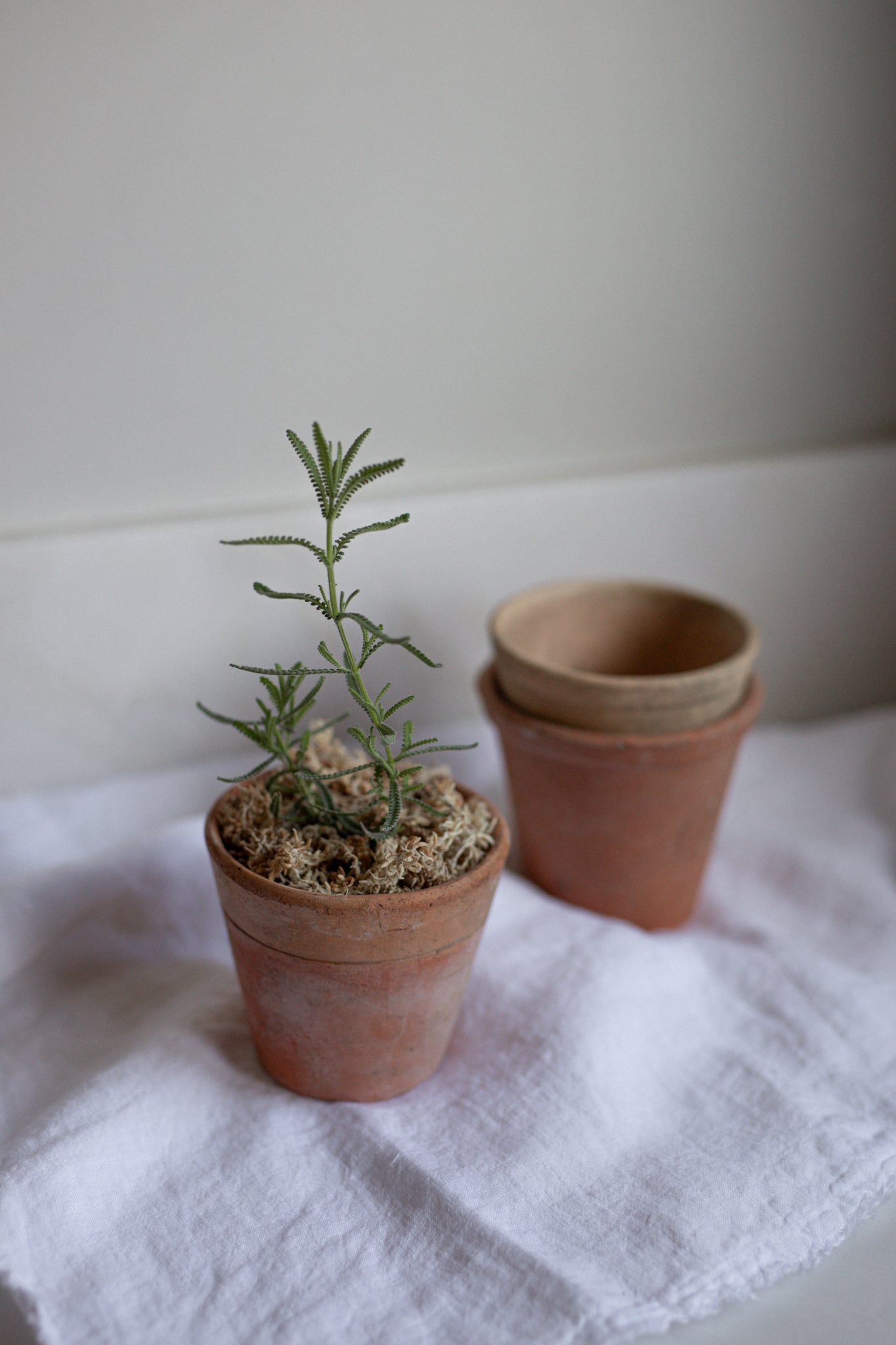 Antique French Terracotta Herb Pots