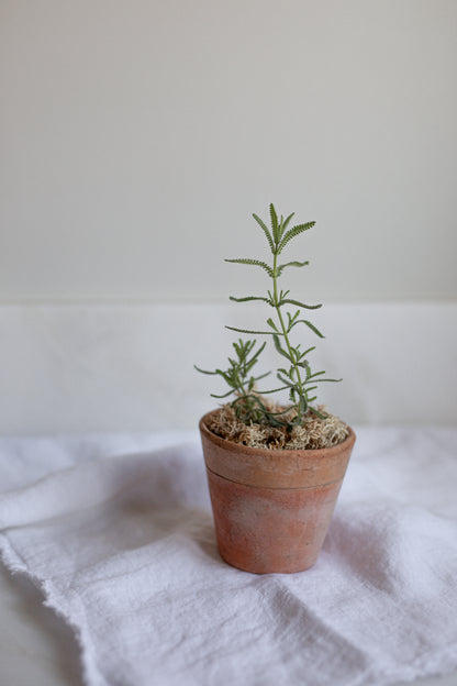 Antique French Terracotta Herb Pots