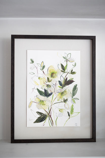 An Original Sketch of English Hellebores