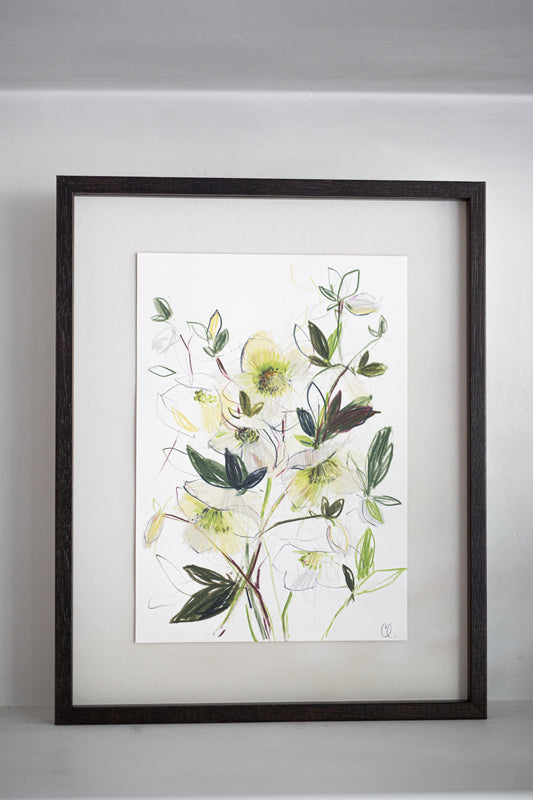 An Original Sketch of English Hellebores