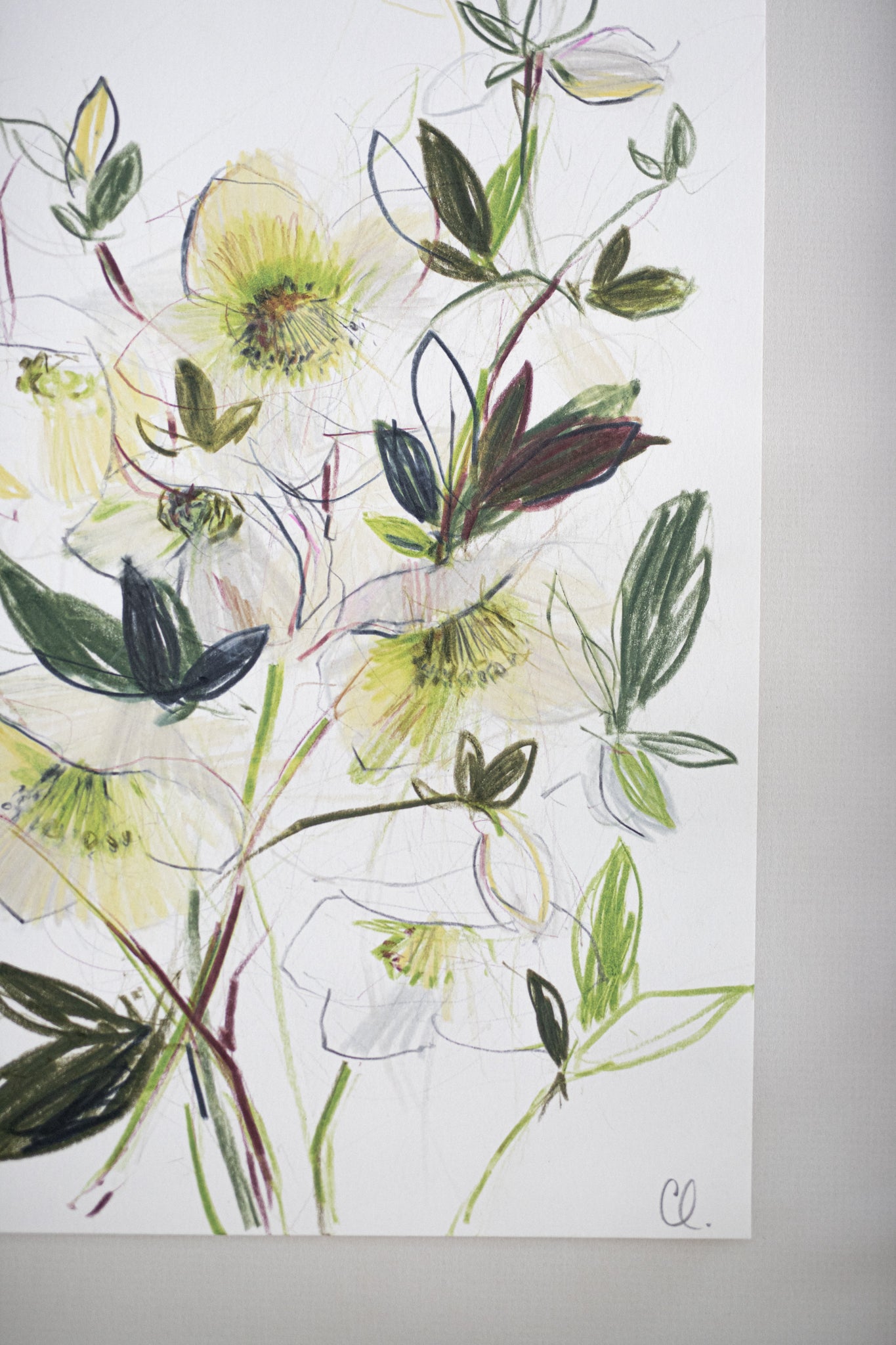 An Original Sketch of English Hellebores