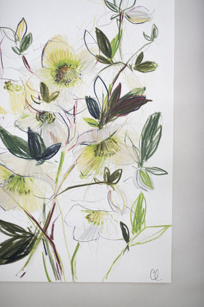 An Original Sketch of English Hellebores