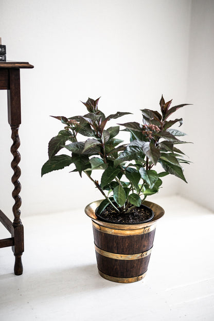 Antique Timber & Brass Bound Jardiniere