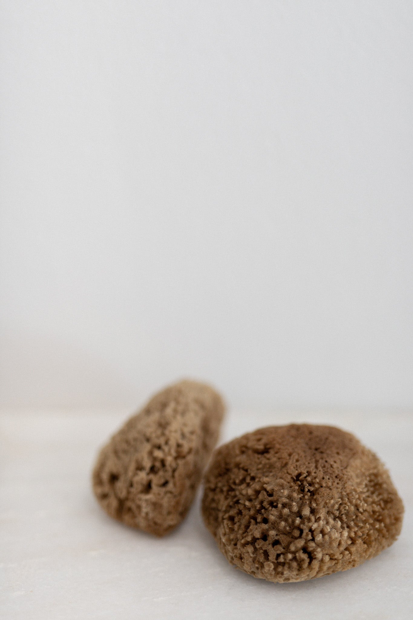 Natural Mediterranean Sea Sponges