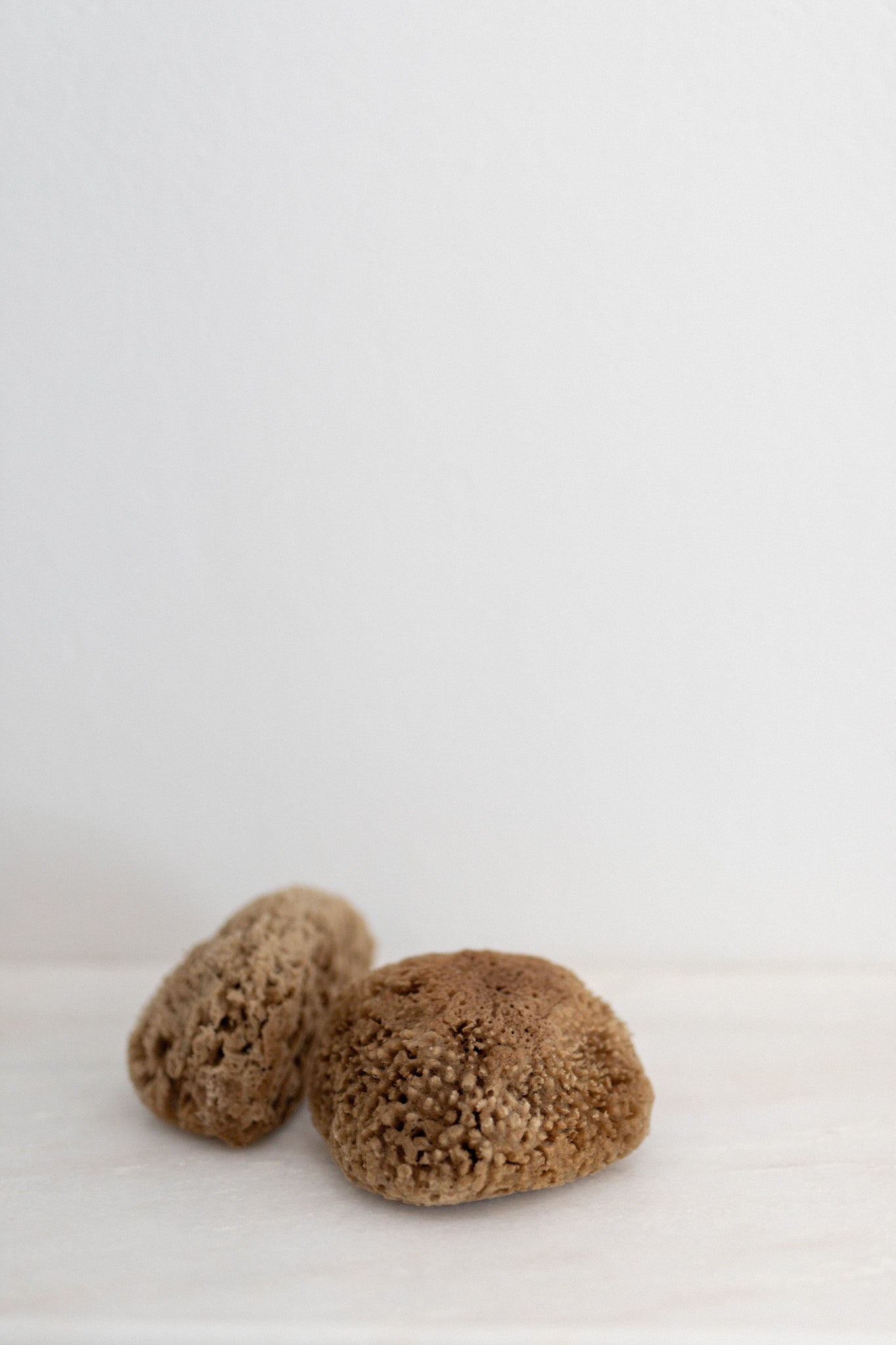 Natural Mediterranean Sea Sponges